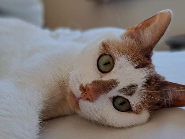 A sleepy kitty.