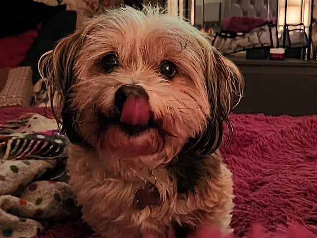 Lesley Anne Staniforth said this Archie was her valentine this year.
