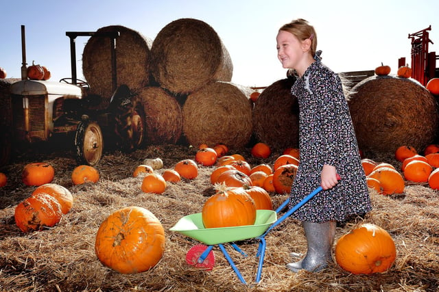 Eliza picks her pumpkin at Humble Bee Farm's Pumpkin Patch and Halloween Trail.