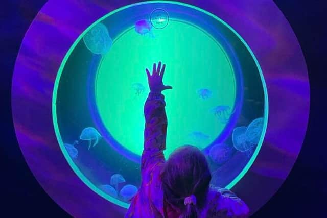 A young guest enjoying the Jellyfish at Scarborough Sea Life Centre