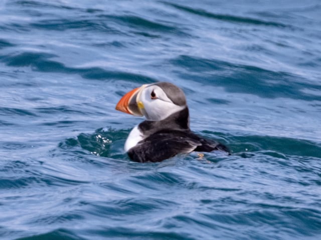 The ever-popular puffin is an icon of the East Yorkshire coast.
