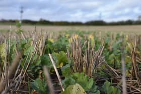 The ‘pop-up rainforests’ project will improve soil quality and reduce flooding risks.