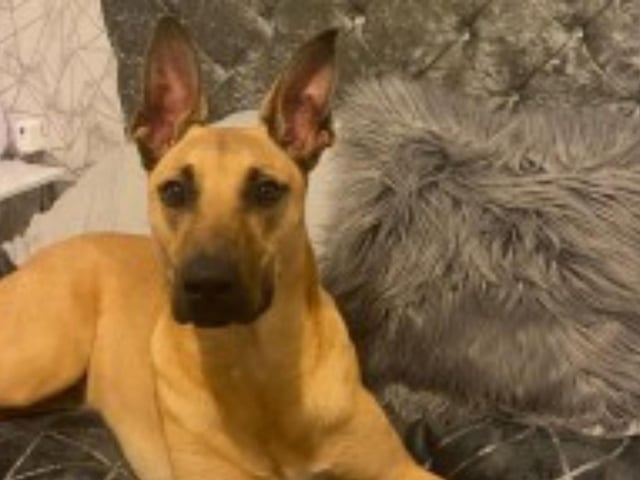 Rosco is a large mixed breed and is about to turn two years old. He is good with people and other dogs, but not cats.
Call Bob on 01947 810787 to enquire.