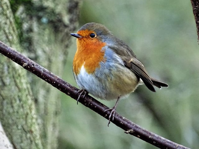 Robin pictured at Throxenby Mere on Sunday, by Jim Corrigan.