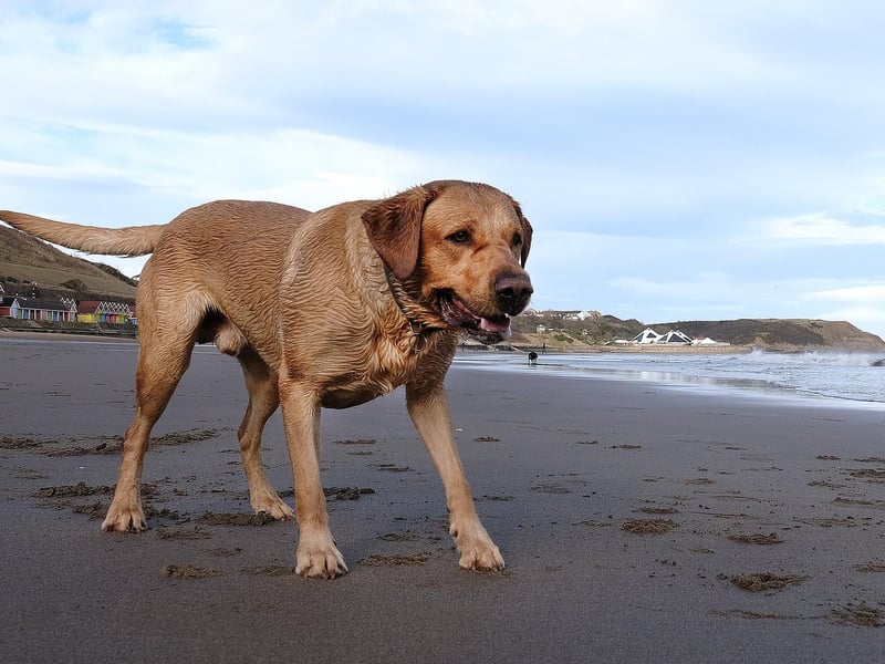 A lovely walk on the beach! picture: Richard Ponter