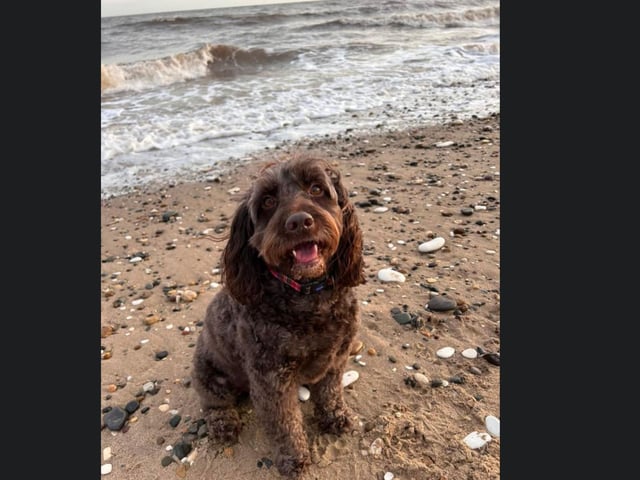 Winnie enjoying herself at the beach!