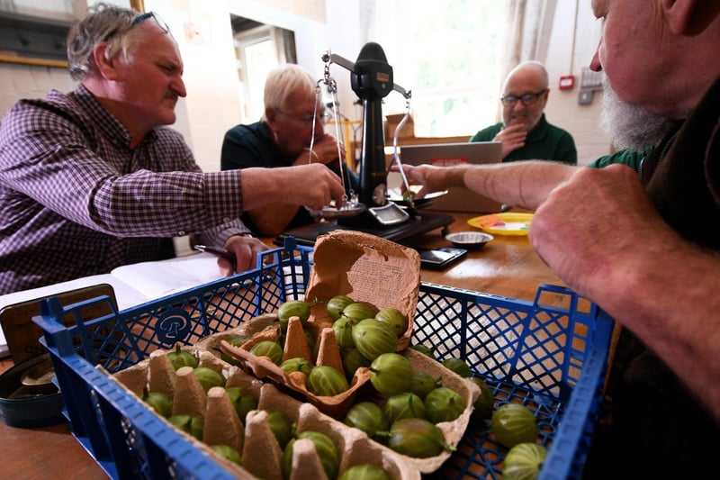 Egton Bridge Old Gooseberry Society is on August 6. Judges are pictured weighing and judging the gooseberries.
Picture: Simon Hulme.