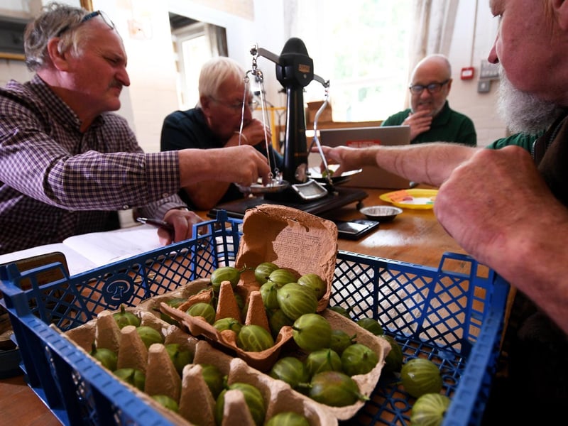 Egton Bridge Old Gooseberry Society is on August 6. Judges are pictured weighing and judging the gooseberries.
Picture: Simon Hulme.