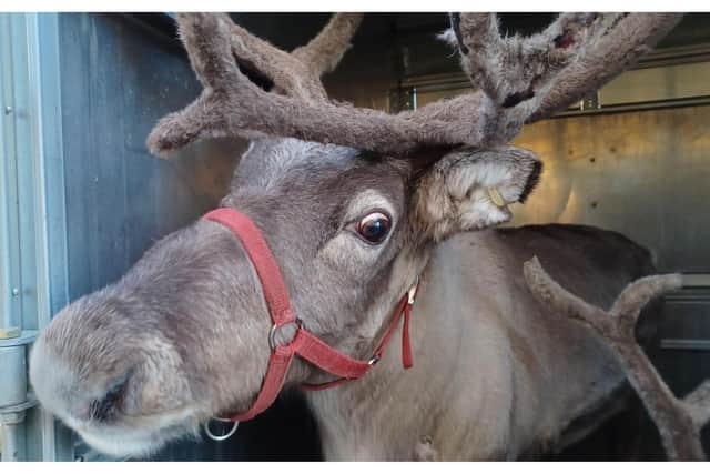 The reindeer were returned home