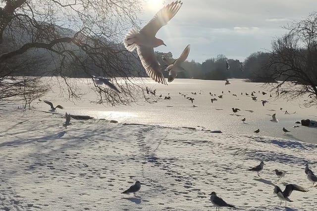 Photobombing seagull at Scarborough Mere.