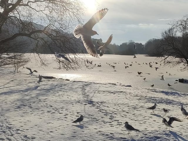 Photobombing seagull at Scarborough Mere.