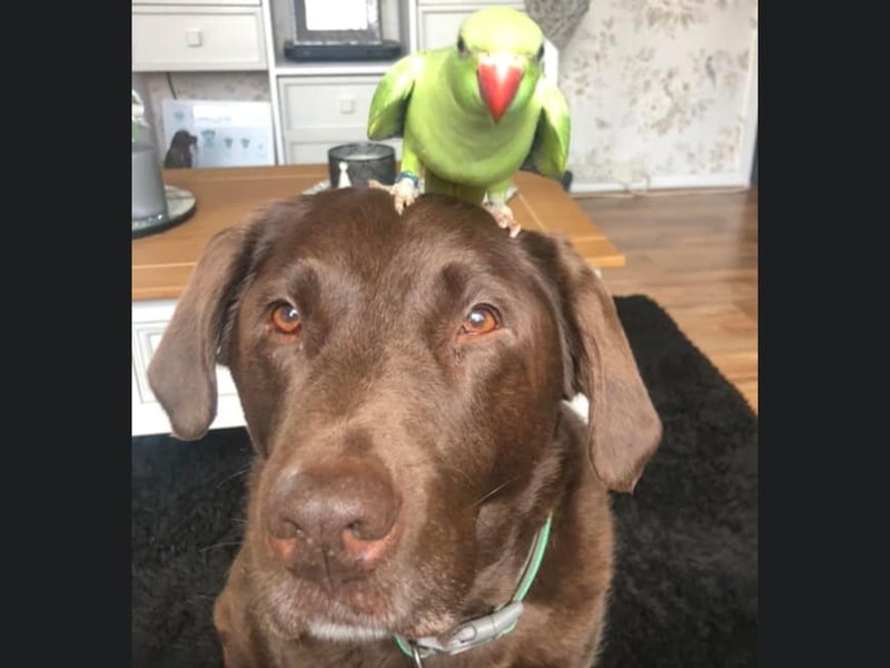 Murphy and his little friend are from Whitby.