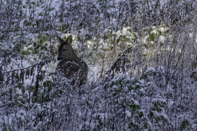 Deer in the snow, by Joe Plant.