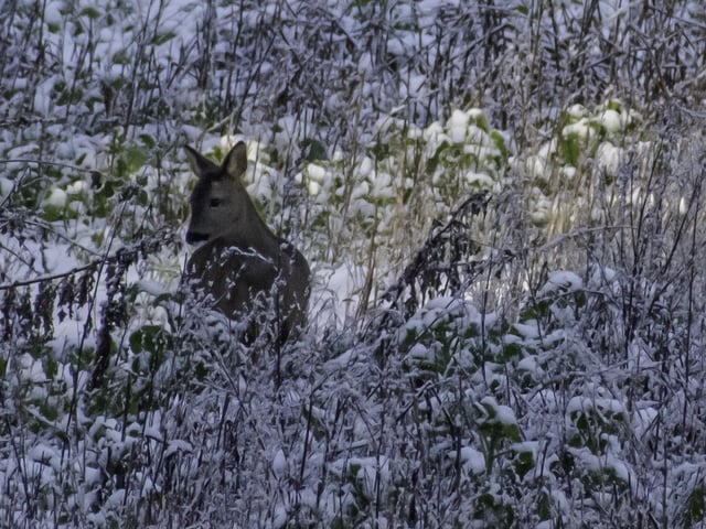 Deer in the snow, by Joe Plant.