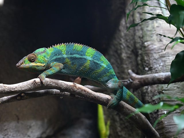 The panther chameleon looks stunning in leafy green colours.