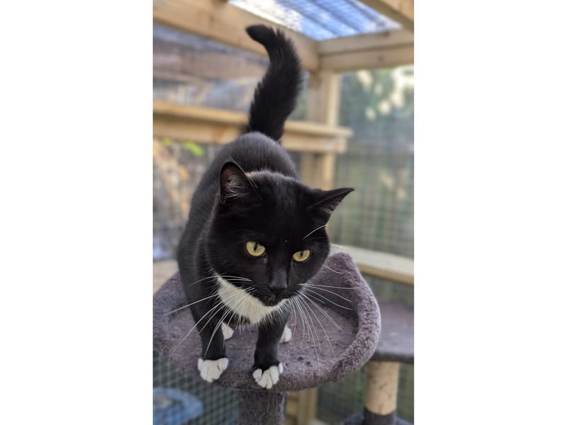 To be re-homed with Trevor. Filled with love, charm, playfulness and adoration for Trevor.