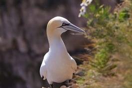 This beautiful gannet is framed by some hardy wildflowers.