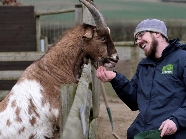 Chris Holah feeding a friendly goat