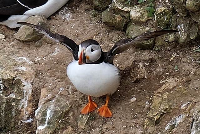 The guise offers practical tips to improve your chances of seeing wildlife.