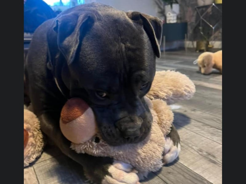 A gorgeous dog from Bridlington playing with their toys.