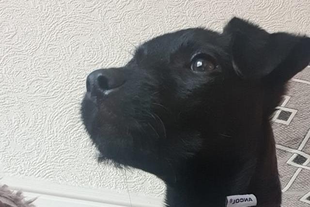 Willow on high alert.
