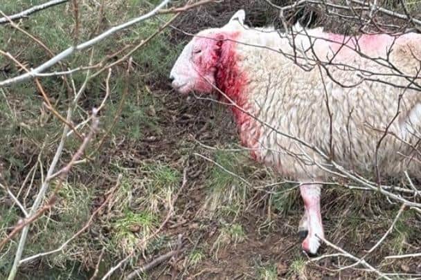 The sheep was left seriously injured after being attacked by a dog near Osmotherley.