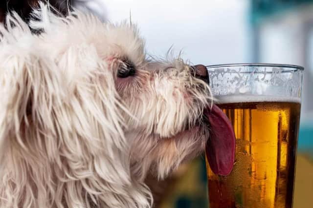 The Scarborough News asked its readers which your favourite dog-friendly bars, cafes and pubs in and around the town were, and these are the results.