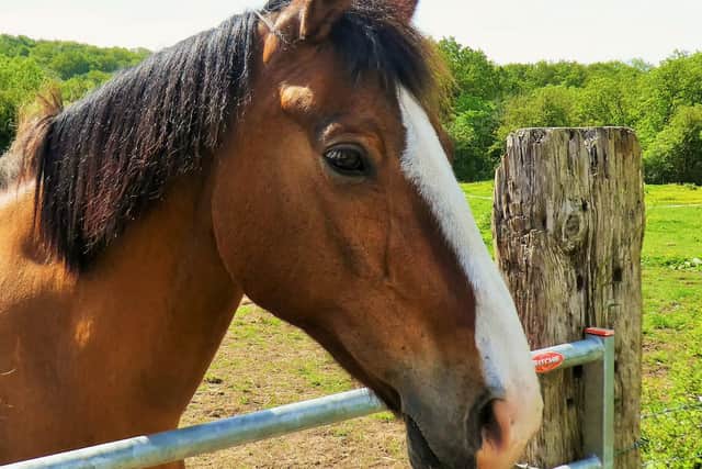 A friendly horse.