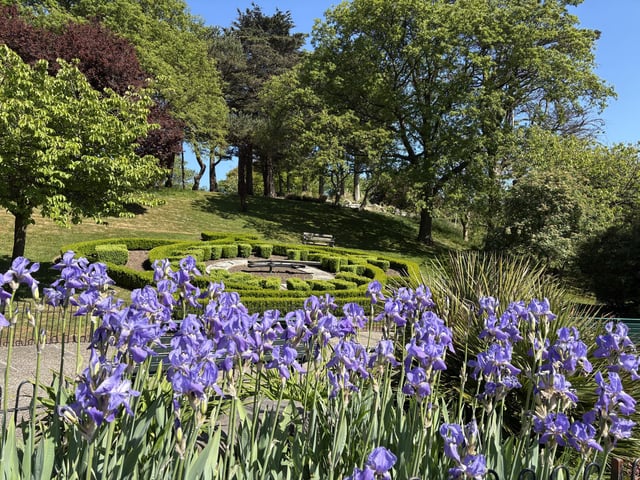 Spring flowers in bloom at Pannett Park, by Carol Cull.