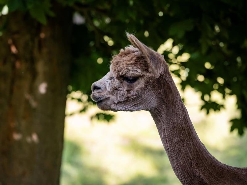 The zoo is open 10am - 4.30pm (Last admission 4pm) during the summer.
