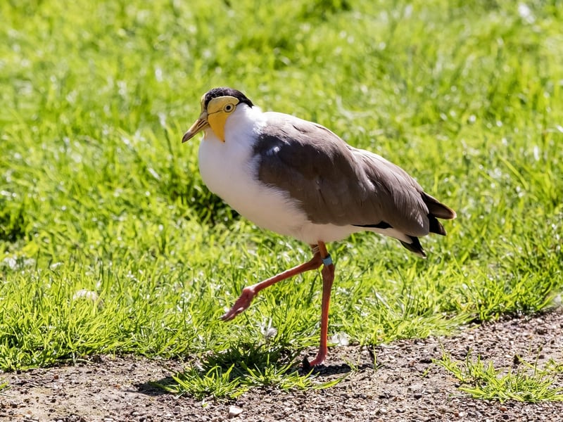 A masked lapwing enjoying the sun.