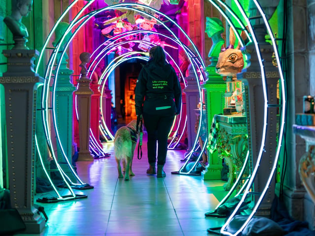 Trainee Guide Dog puppy Dash at Castle Howard