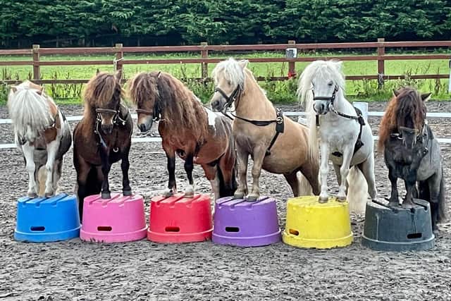 Leopold Liberty Pony Display Team