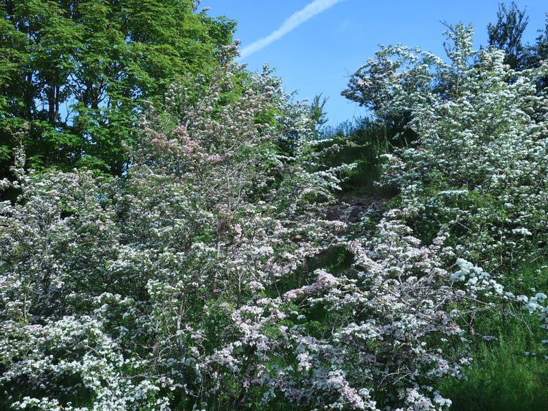 May blossom, by Colin Richardson.