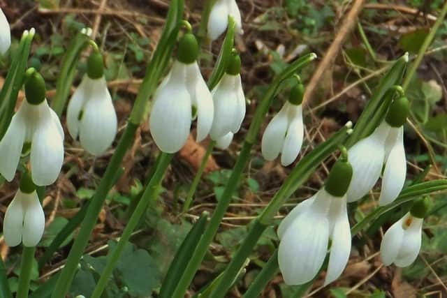 Snowdrops provided a welcome glimpse of spring.