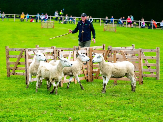 Joe Relph, working his sheepdog Jock, during the Sheepdog Trials held at the showground