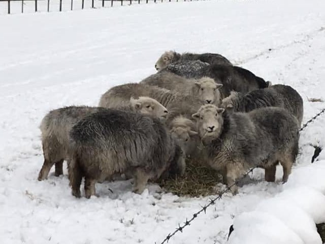 A huddle of sheep!