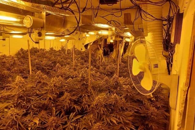 A cannabis grow in Eastfield, Scarborough.