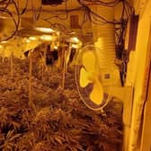 A cannabis grow in Eastfield, Scarborough.