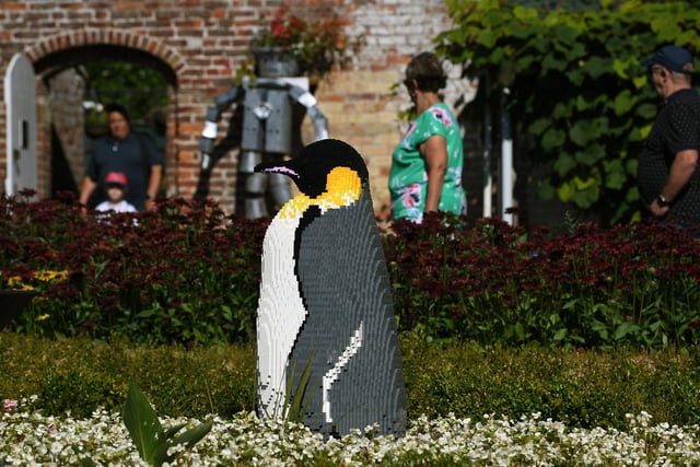 This huge emperor penguin is certainly bigger than the penguins visitors can see at the Sewerby Hall Zoo.