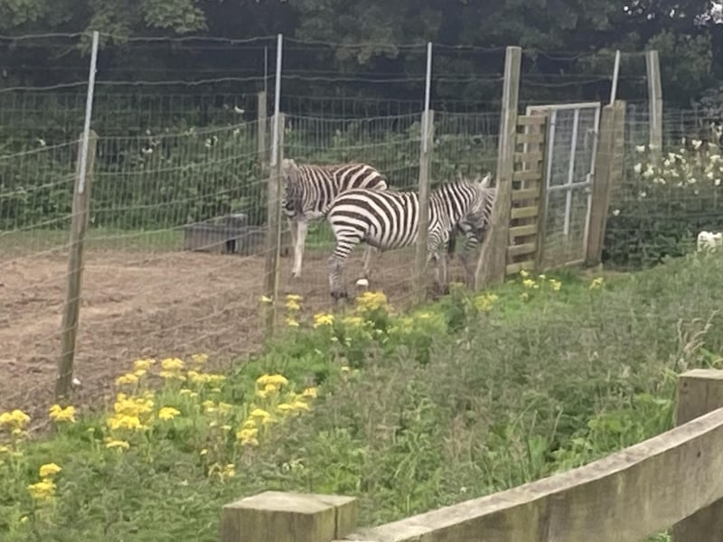 A group of zebras getting ready for feeding time!