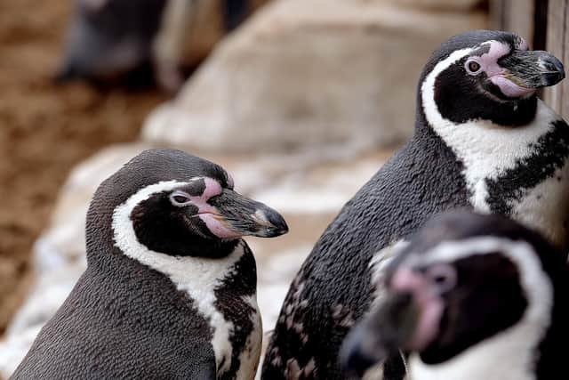 Joe helped care for the charismatic penguins at SEALIFE Scarborough.