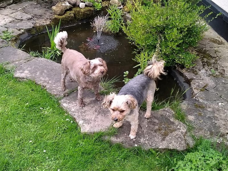 Izzy and Buster in the garden, picture by Peter Hutchings.