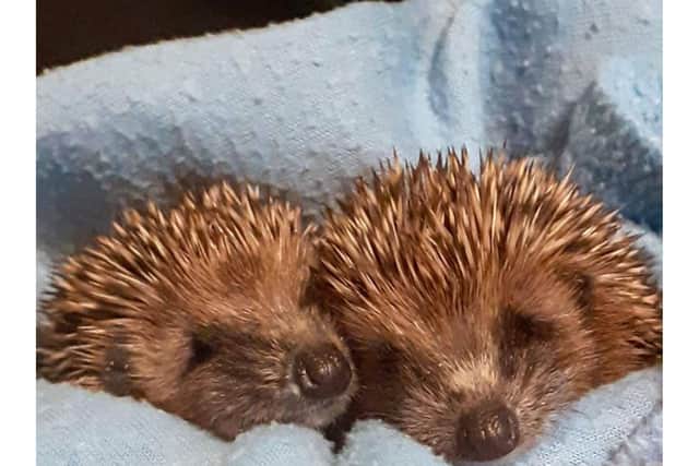 The hedgehog population has been struggling for many years in the UK, but encouraging data is showing a slow return to suburbia.