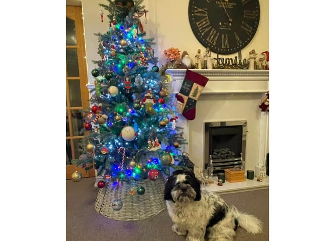 Here is a beautiful tree in Bridlington being admired by a four-legged friend.
