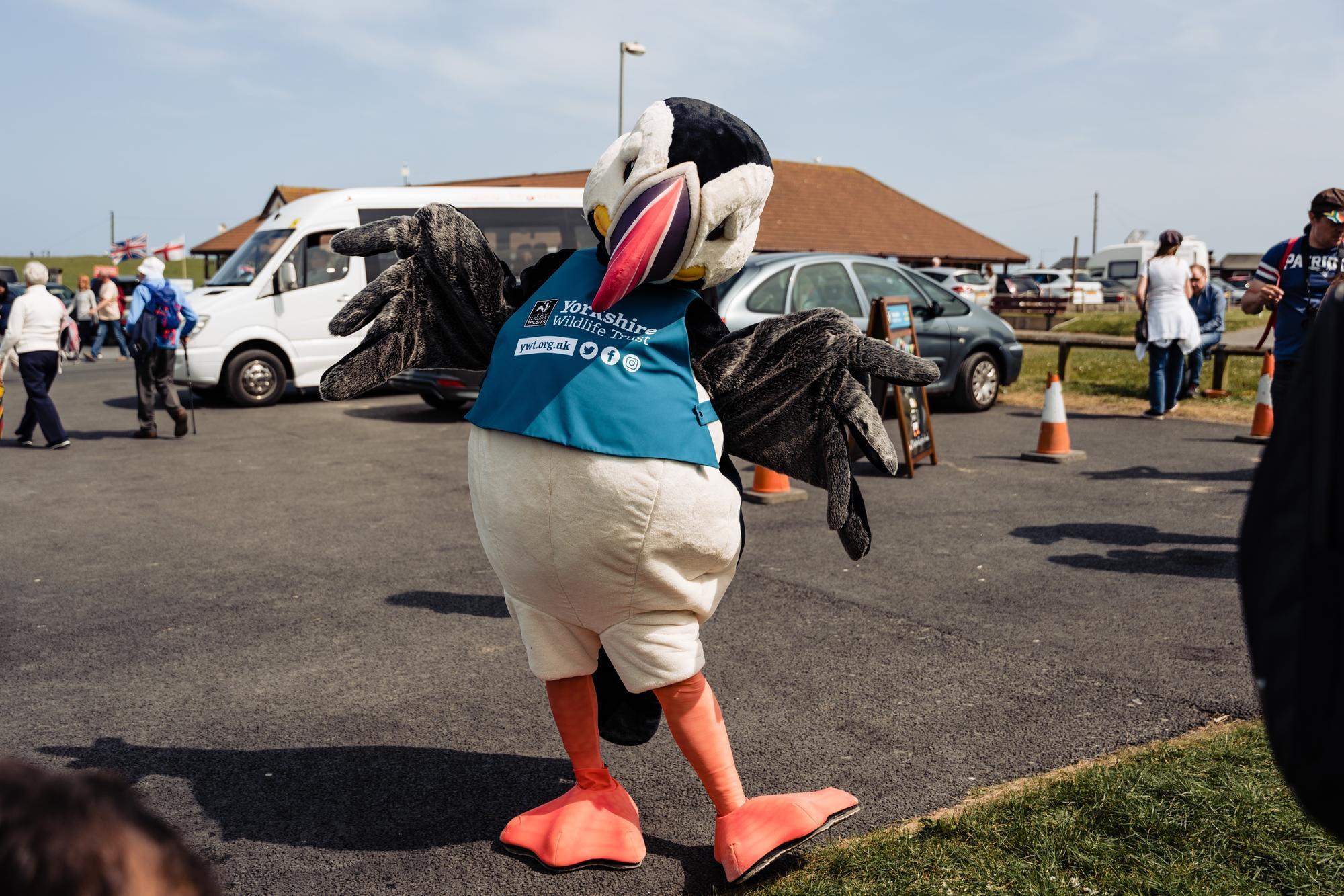 One of the best wildlife watching spectacles in Yorkshire - Puffin Festival returns to Flamborough - Vimarsana News
