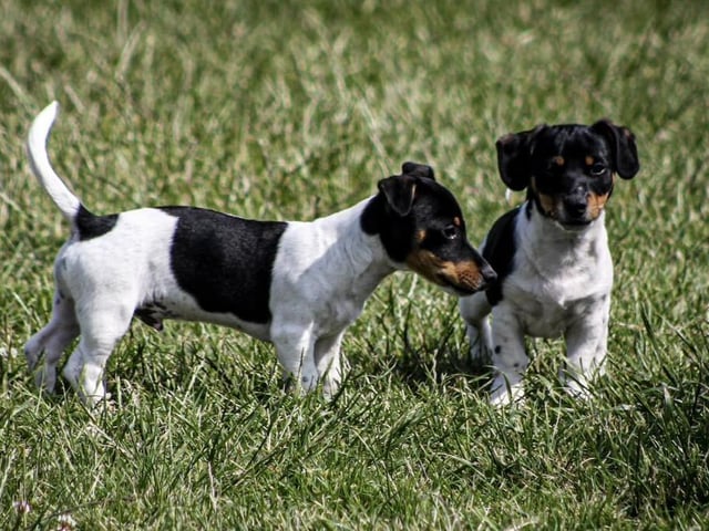 Roy and Vinnie who are only six months old!