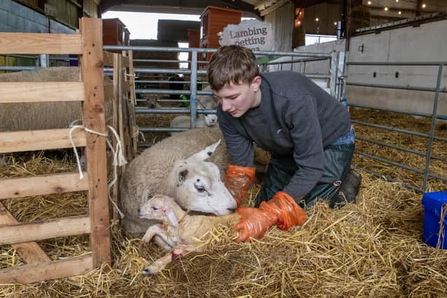 Pre-booking is essential for the Lambing Experience dates.