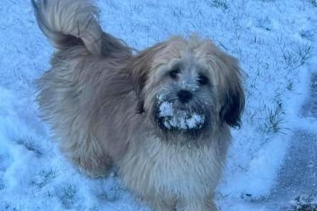 Bonnie enjoying the snow.