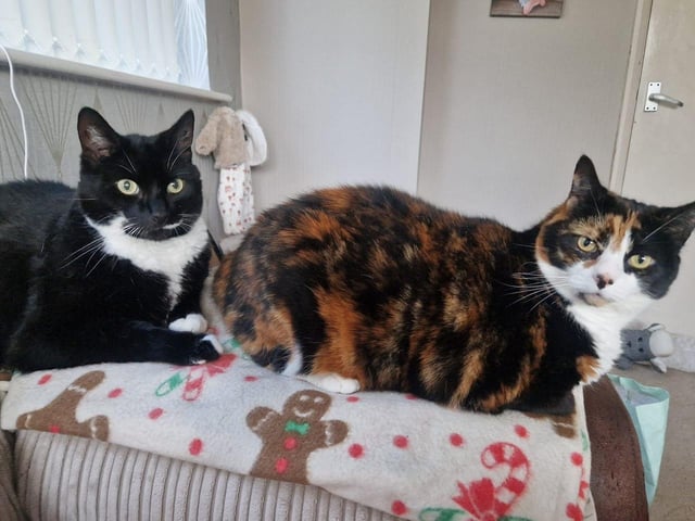 Roxy and Dudley looking snug.